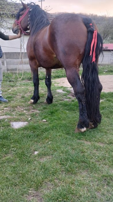 Vând cârlan de 3 ani