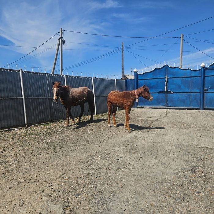 Продам кобылу с жеребенком