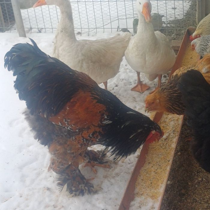 Vând cocos de rasa Bahma Porțelan