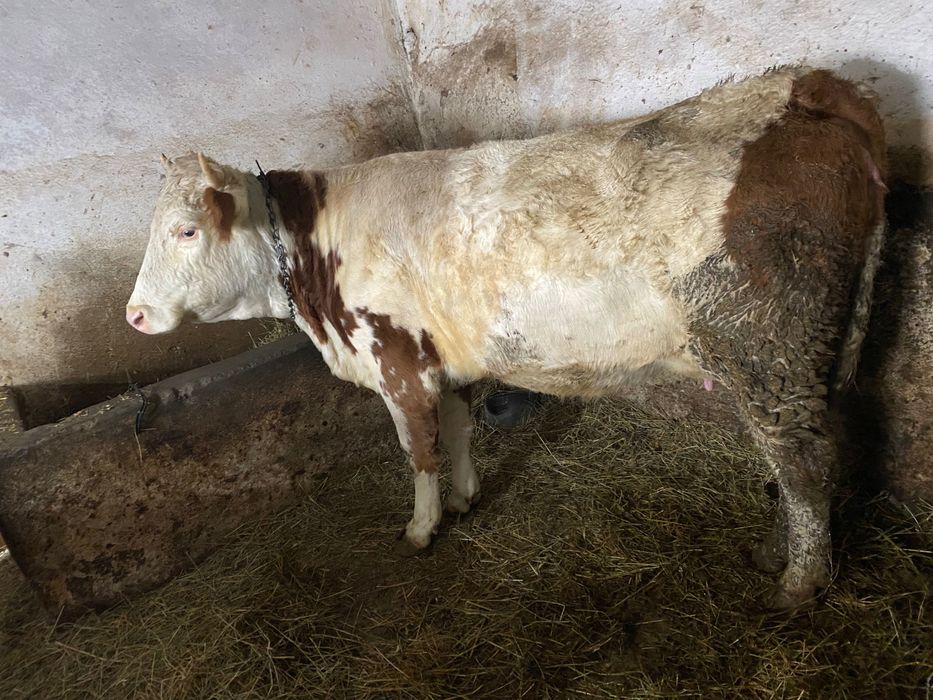 Vând vaca cu vițel