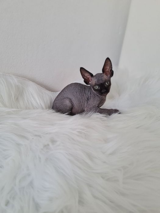 Pisică sphynx femelă