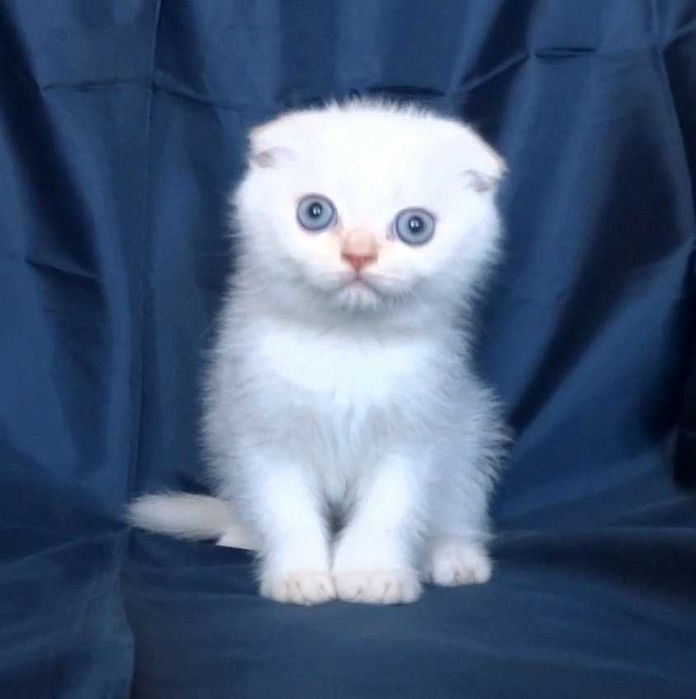 Шотландски късокосмести котенца