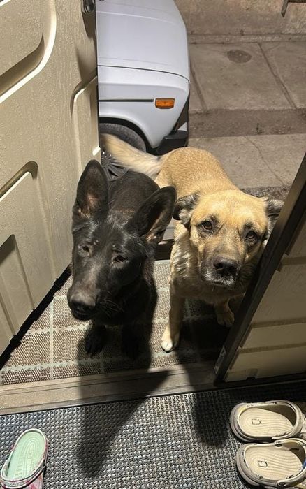 Овчарки метисы .