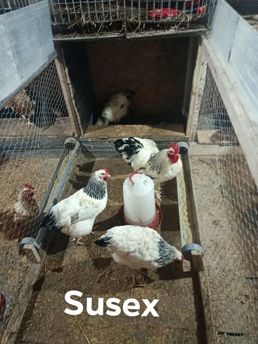 Puișori din aceste rase+pui de țară