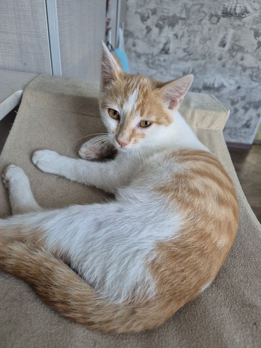 Отдам  котят  бесплатно