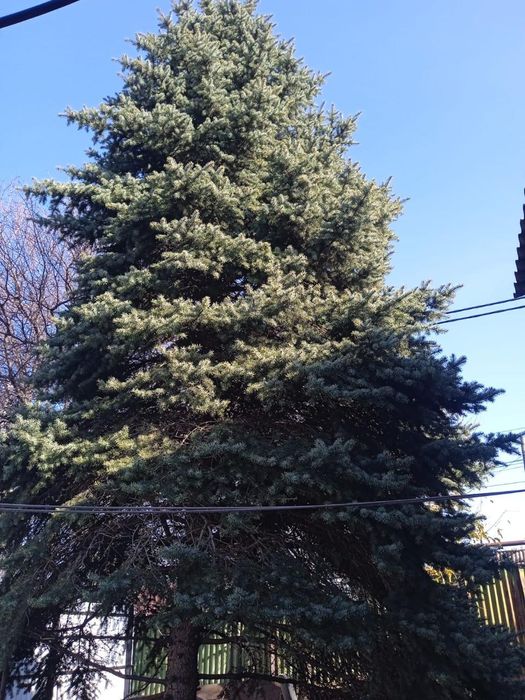 Продается Ёлки пышные длинные, хороший формы