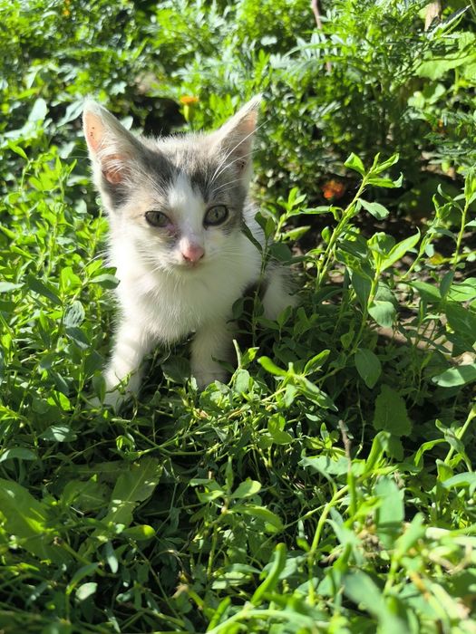 Котята на счастье!