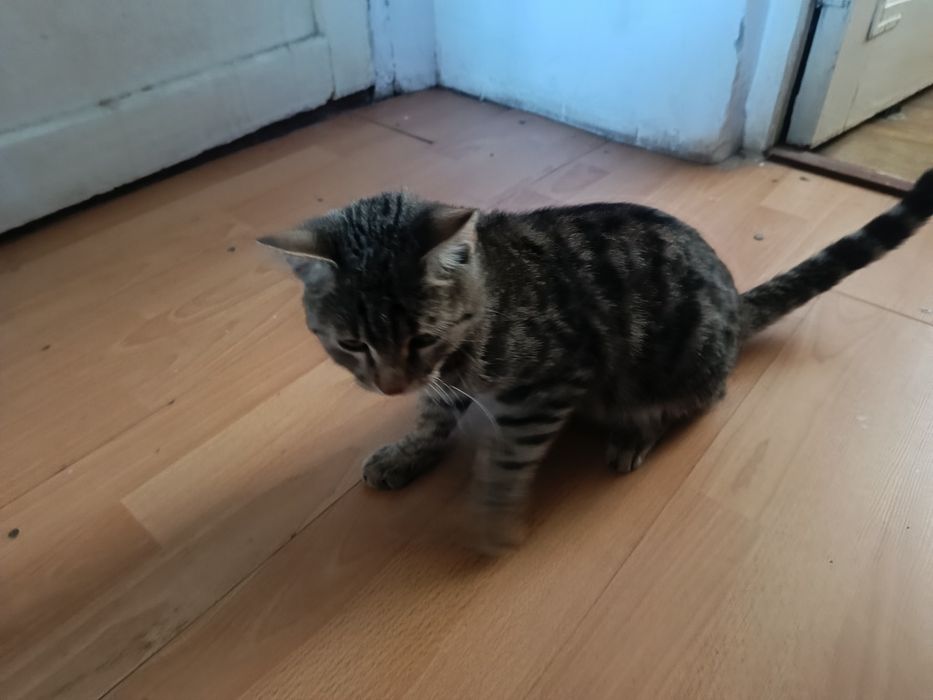 Отдам котенка подростка, самец.