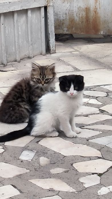 Отдам котят две на выбор