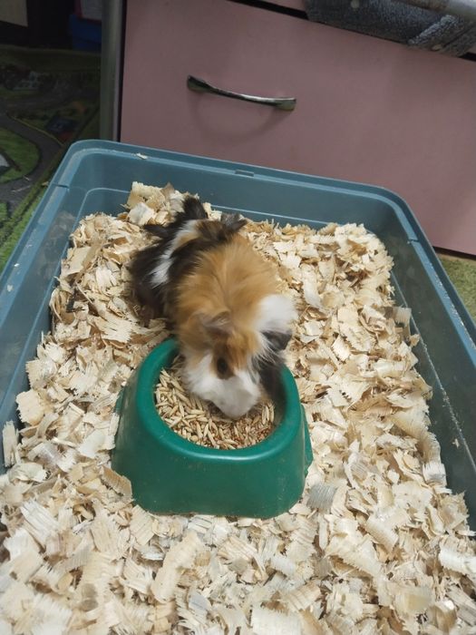 Продам морскую свинку