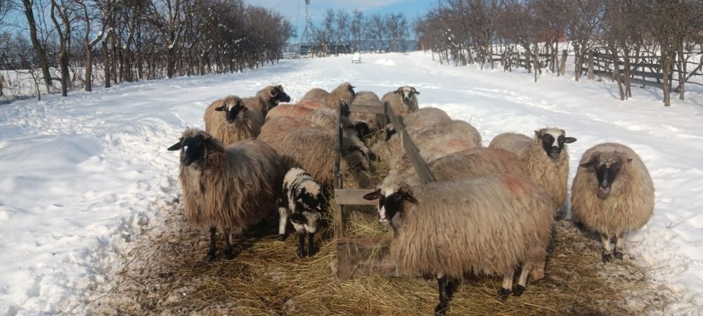 Oi tinere de vânzare.