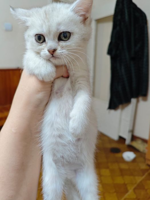 Шиншилла серебро котятки