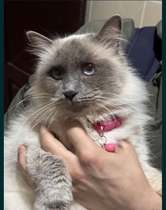 Кошечка бесплатно даром