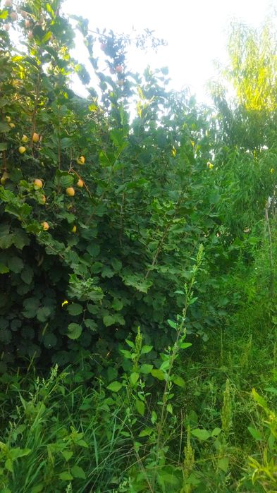 Продам саженцы фундука