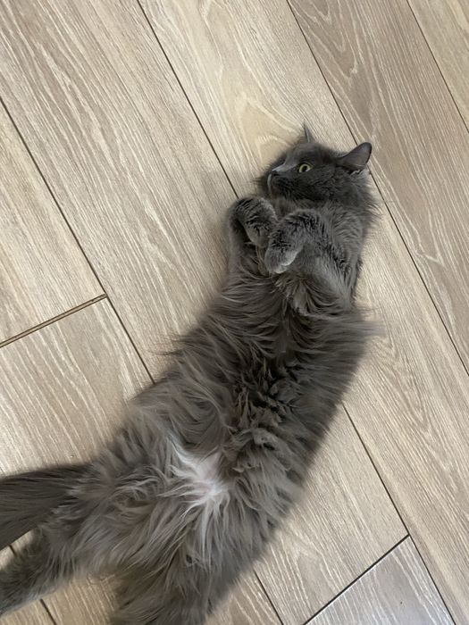 Отдам кошку в добрые руки