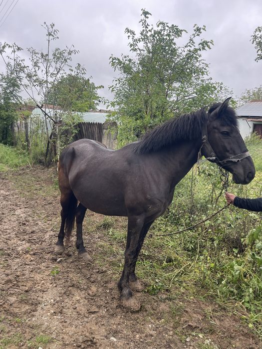 Vând  iapă pusă la căruță