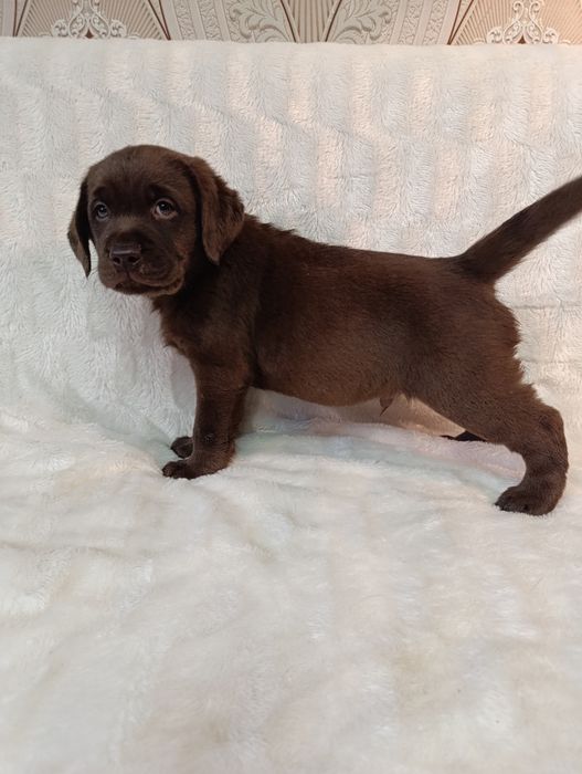 Породные детки лабоадора ретривера