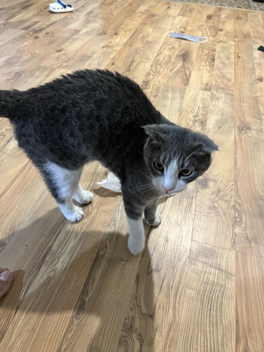 Отдам кота кошку котёнка