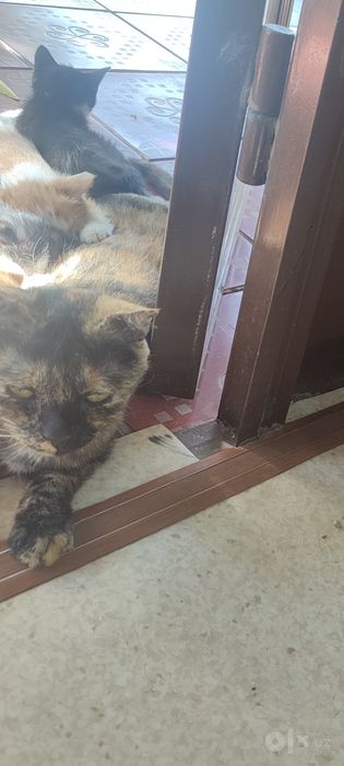 Онаси ва 2 ойлик мушукчаларни  бераман яхши  мехрибон ку́лларга
