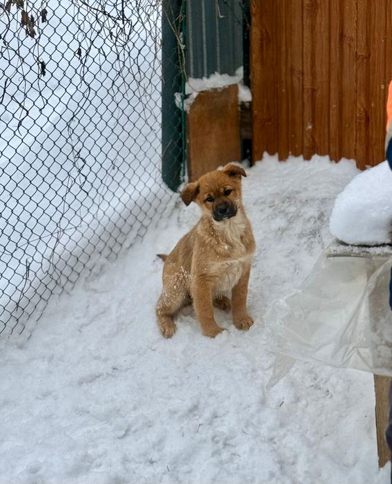 Отдам щенков  3 месяца