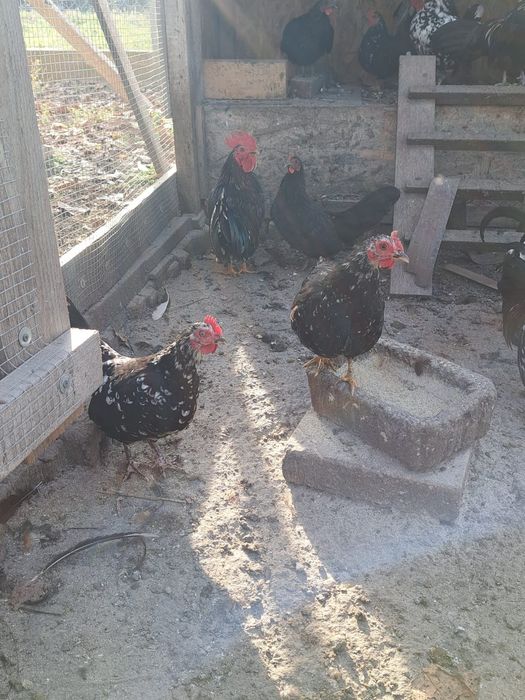 Vând familii de găini americane