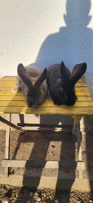 Vand 2 masculi Uriași German