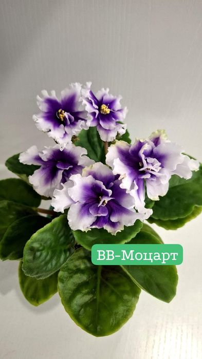 Фиалки сортовые,цветущие