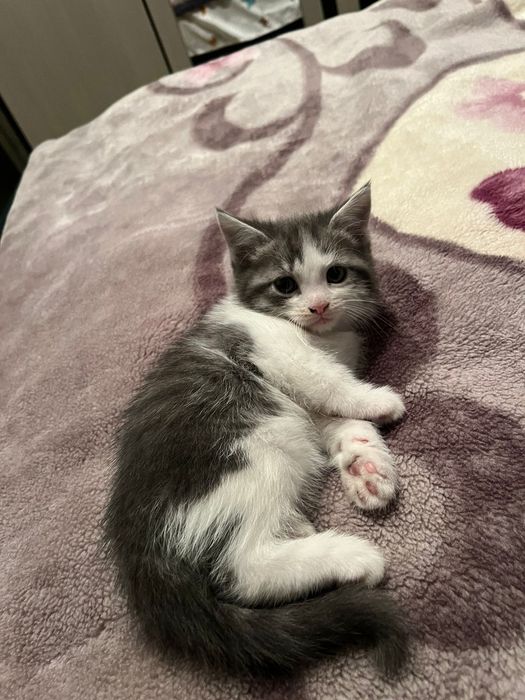 Котята, отдам в добрые руки