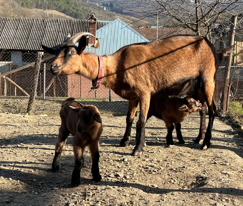 Capră cu 2 iezi la o două fătare