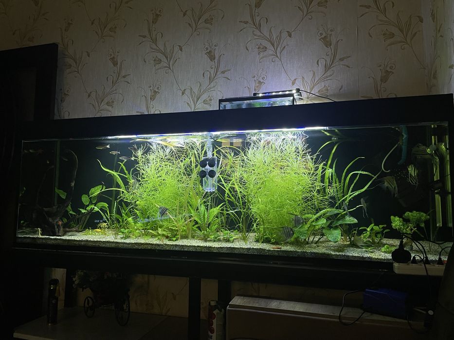 Келишилади ичидиги отлари блан