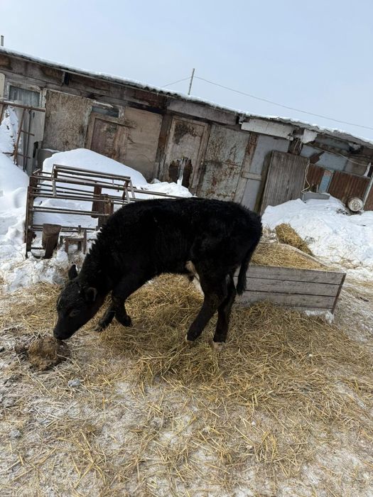 Телята подсосы 2.5 месяца