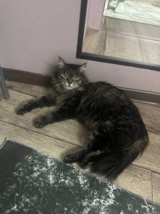 Отдам даром котят .