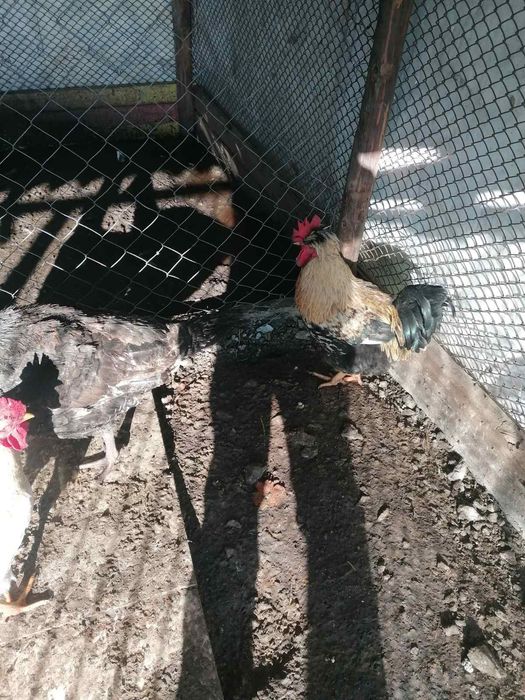 Петли свободно гледани