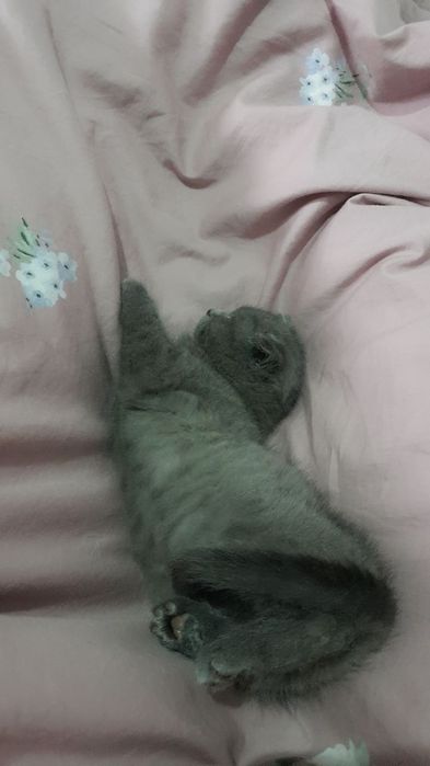 Шотландский вислоушка