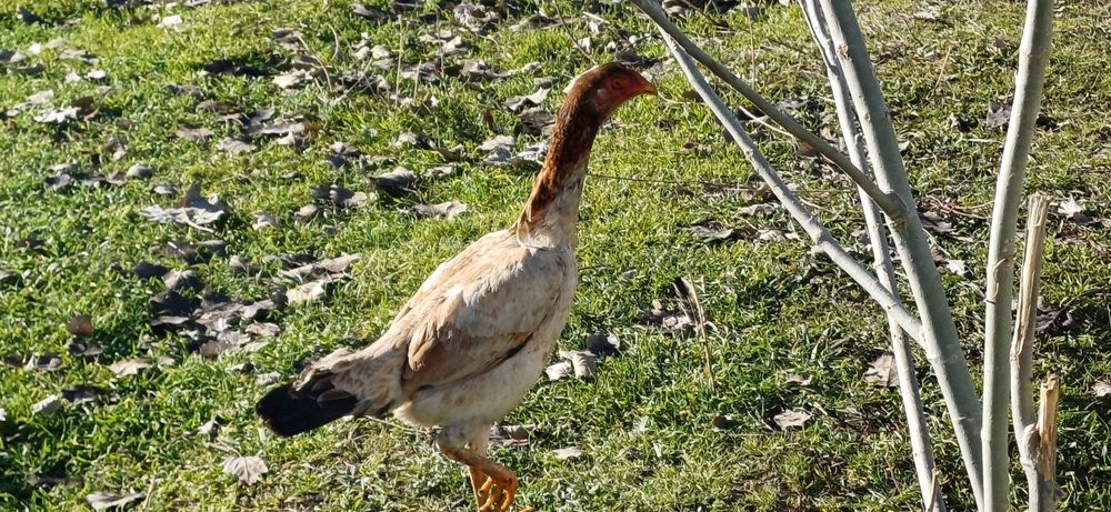 Дакон хуроз ва товуклар