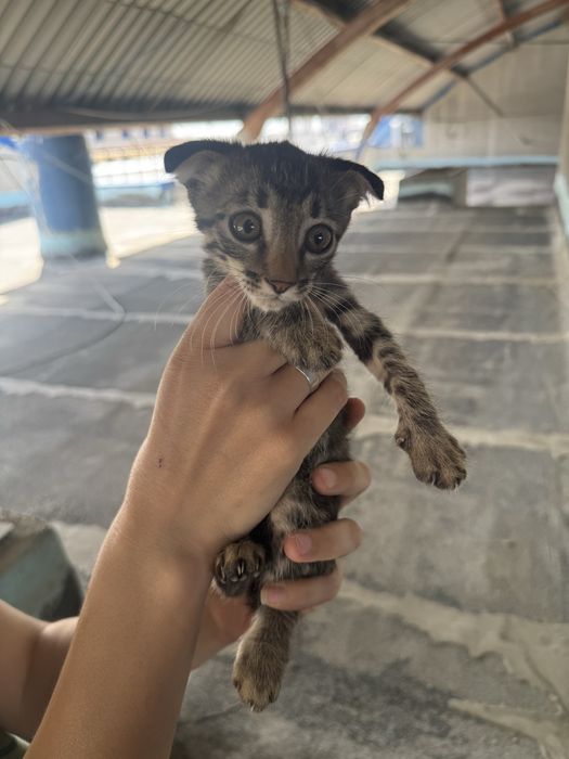 Котенок в хорошие руки