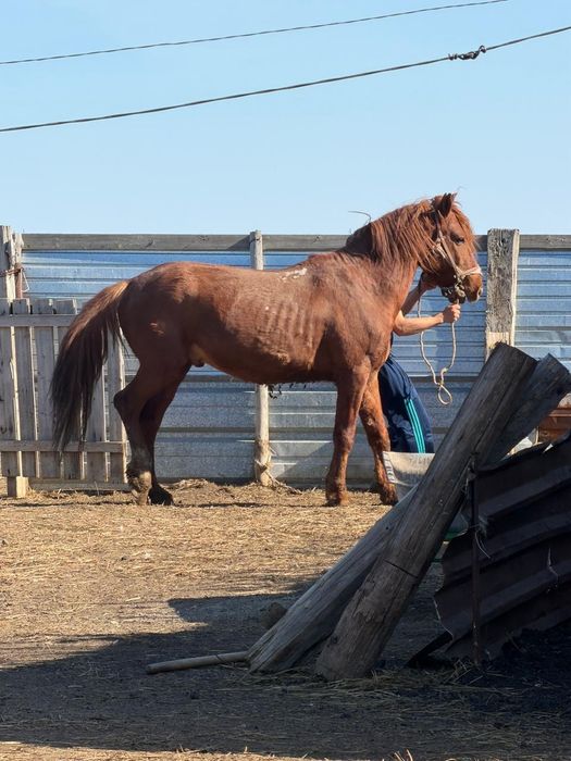 7 летка конь  красный