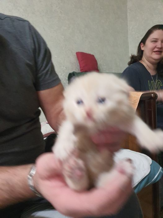 Котята на продажу