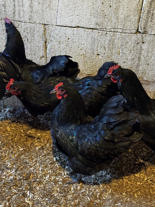 Vand oua Australorp