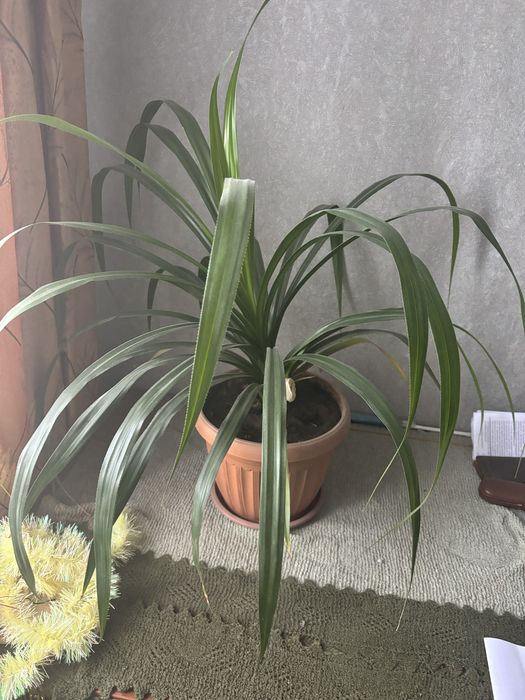 панданус(винтовая пальма)