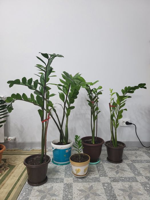 Доллоровое дерево - замиакулькас . ,