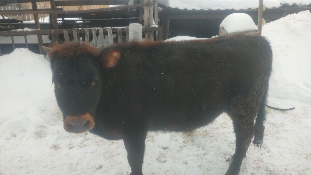 Продам бычка и телку