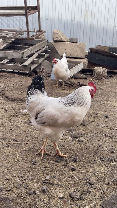 Петух Ломанбраун Адлер