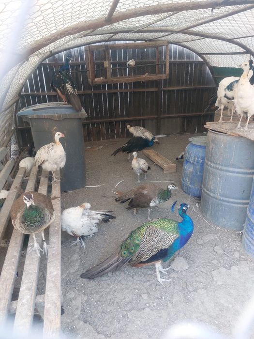 Vand pauni maturi si pui