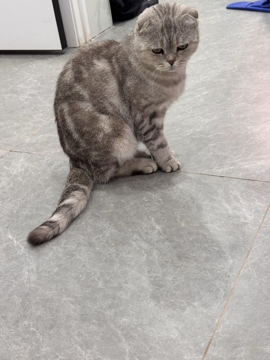 чистокровный вислоухий кот