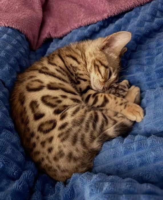 Бенгальские котята