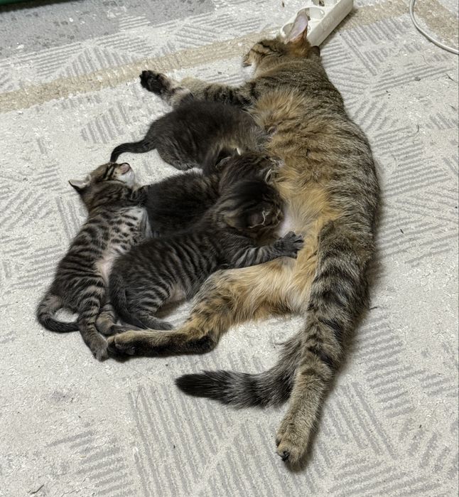 Продам котят 5000