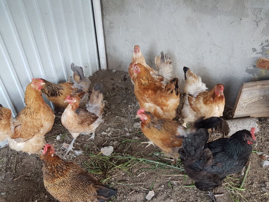 Продам домашних кур
