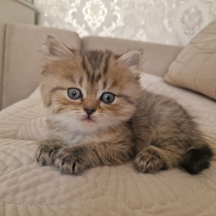 Котята котята котята