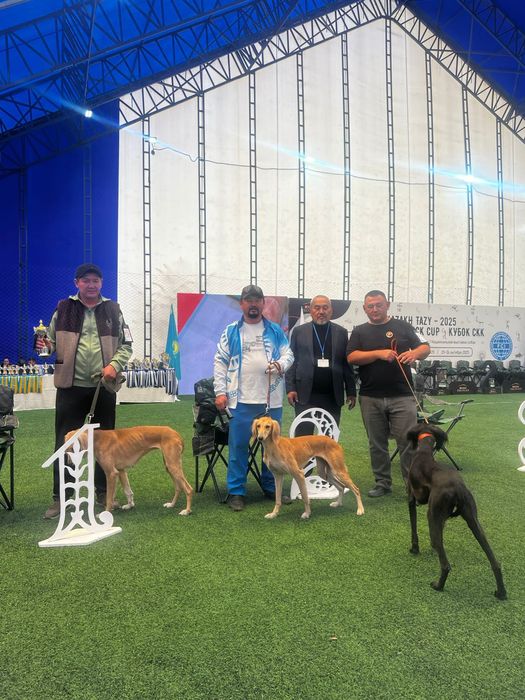 Сары тазы документпен